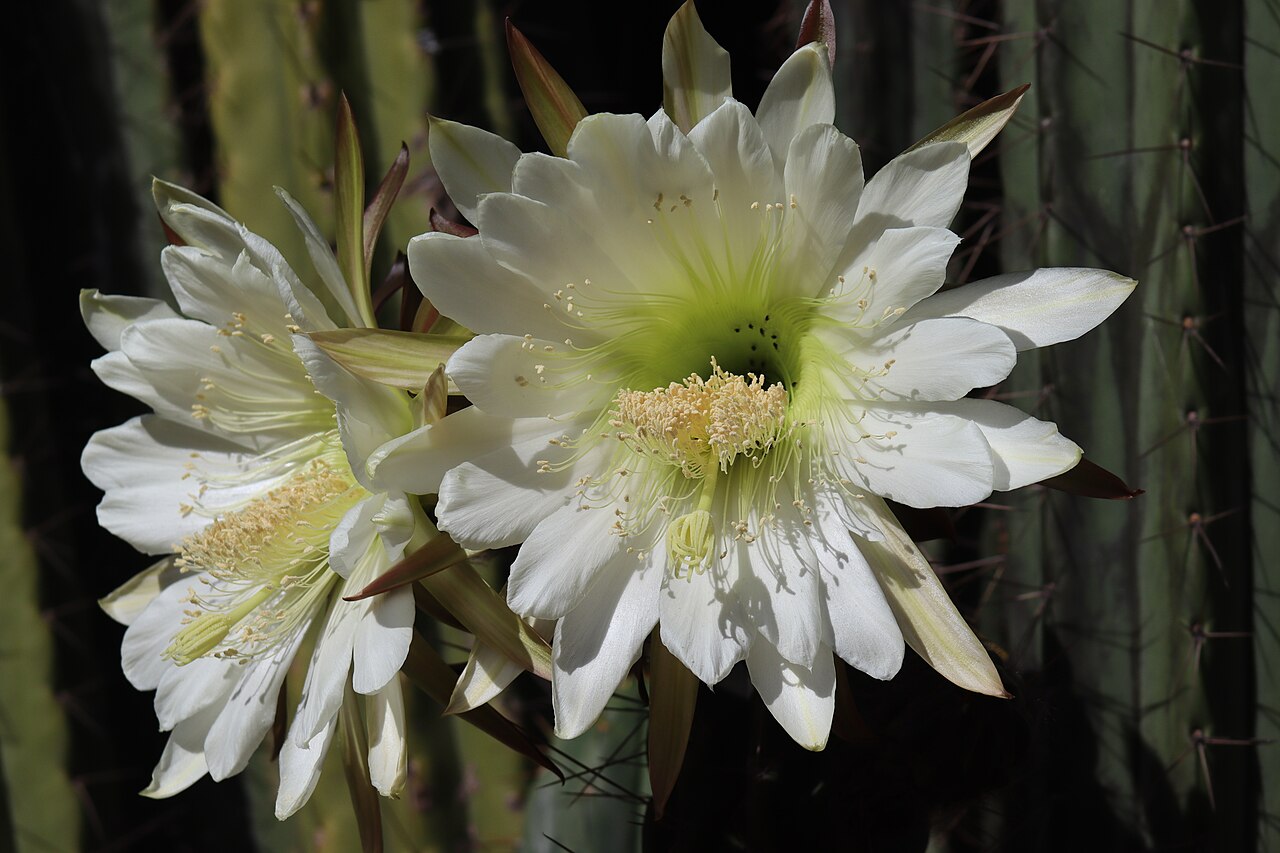 Трихоцереус (Trichocereus / Echinopsis) — внешний вид растения