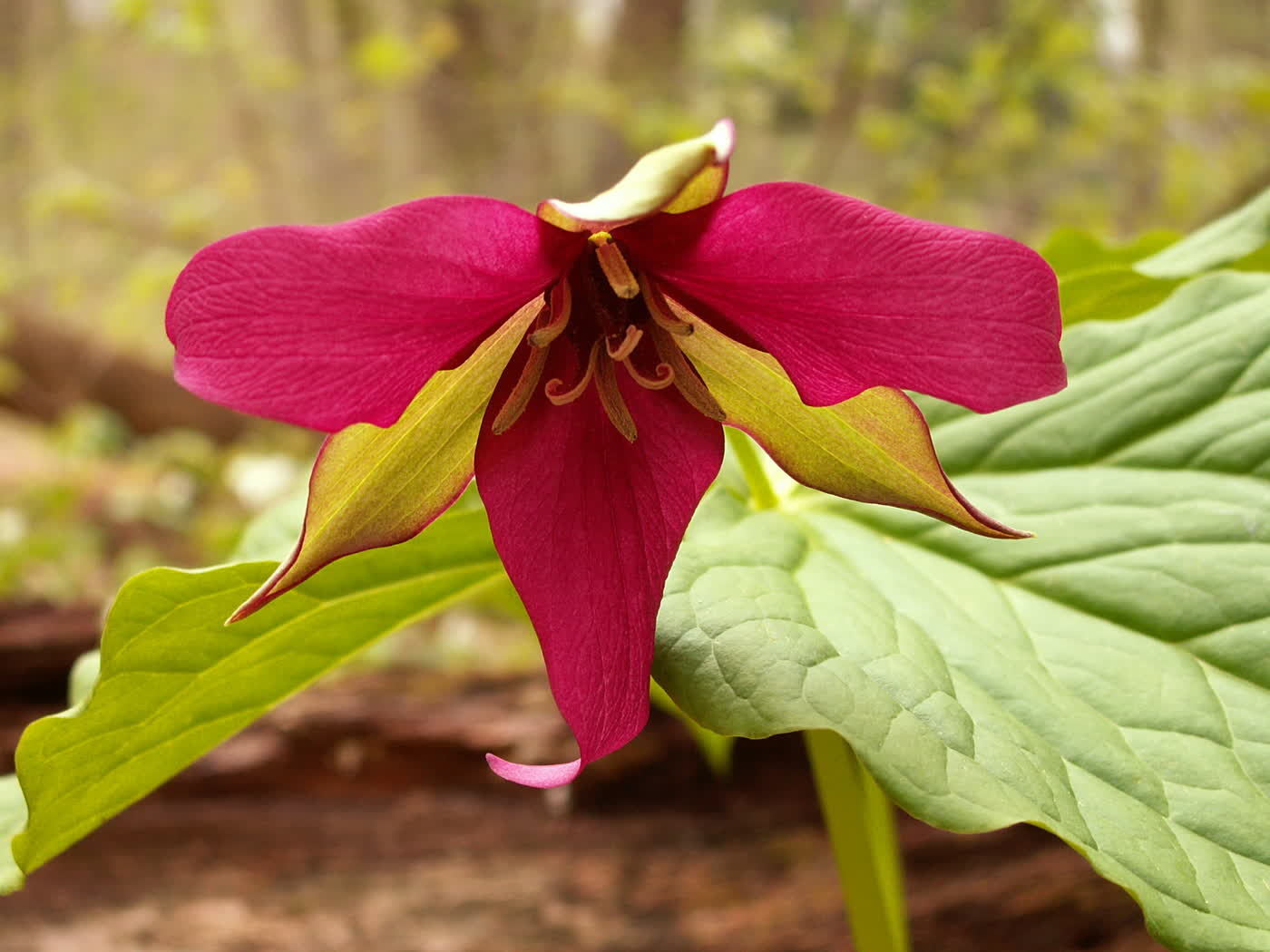 Триллиум прямостоячий (Trillium erectum) — поникающий тёмно-бордовый цветок, наполовину скрытый под мутовкой из трёх листьев