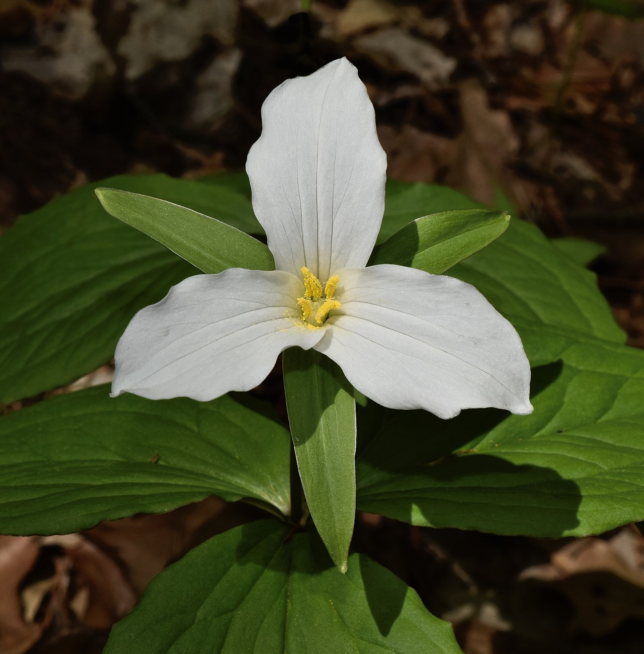 Триллиум (Trillium) — внешний вид растения