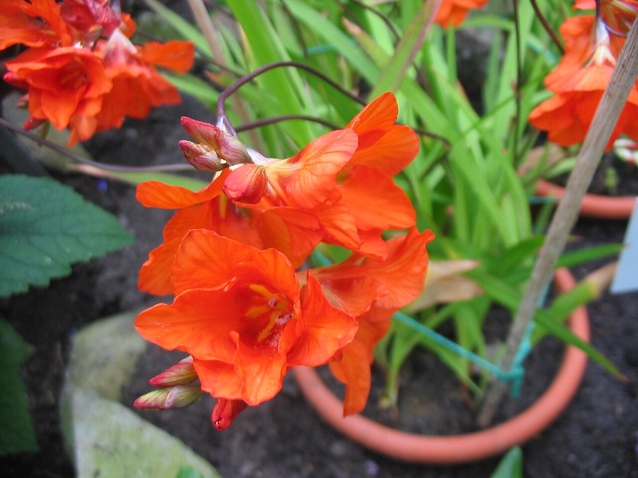Тритония (Tritonia crocata) — внешний вид растения
