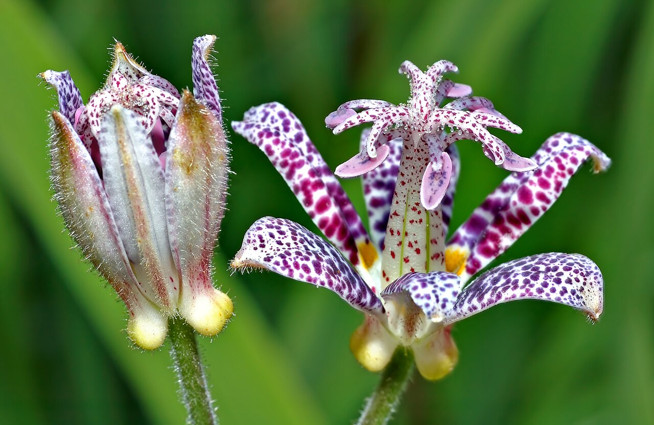 Трициртис (Tricyrtis) — внешний вид растения