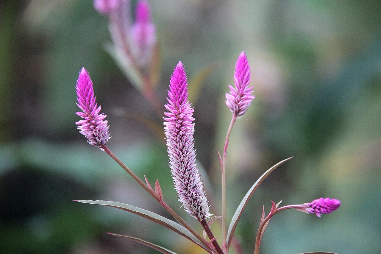 Целозия (Celosia argentea) — внешний вид растения