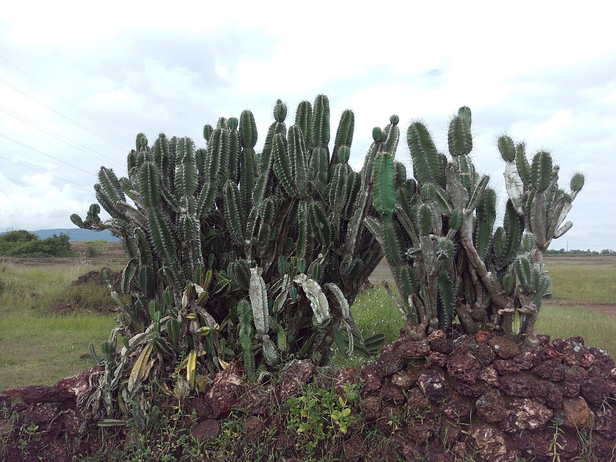 Цереус (Cereus, в т. ч. Cereus peruvianus (repandus)) — внешний вид растения