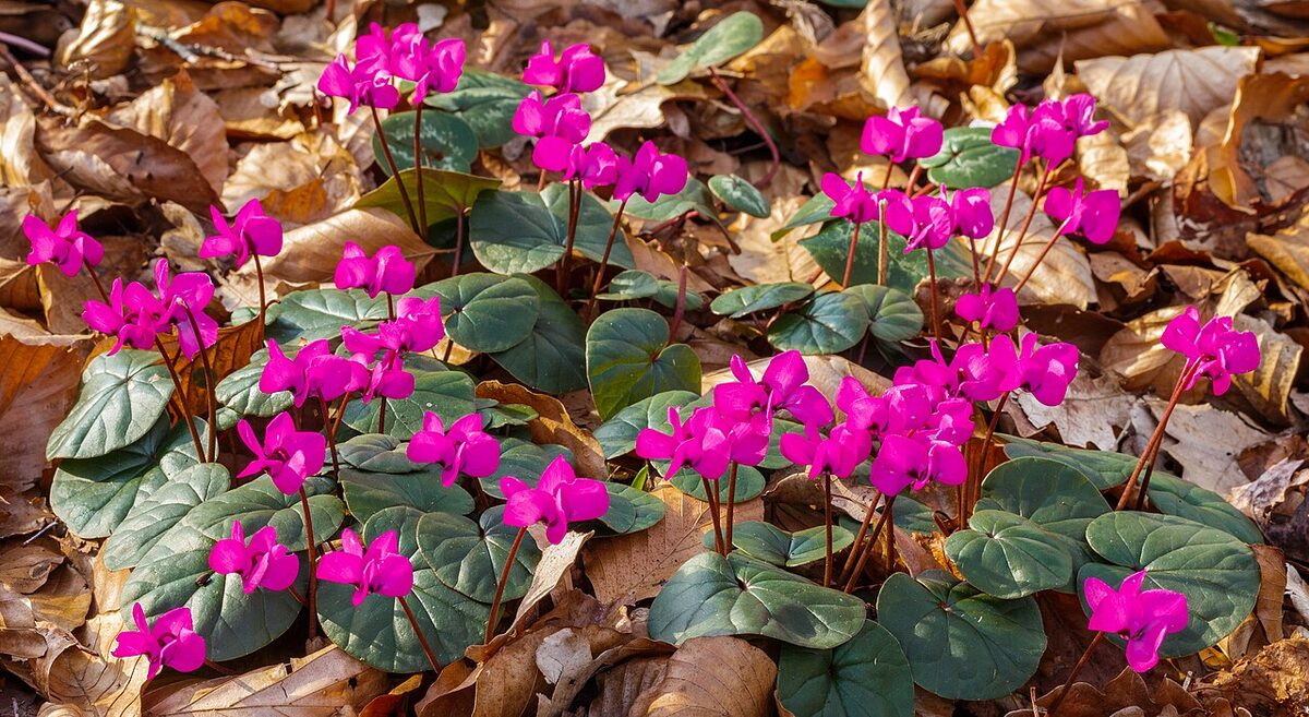 Цикламен (Cyclamen) — внешний вид растения