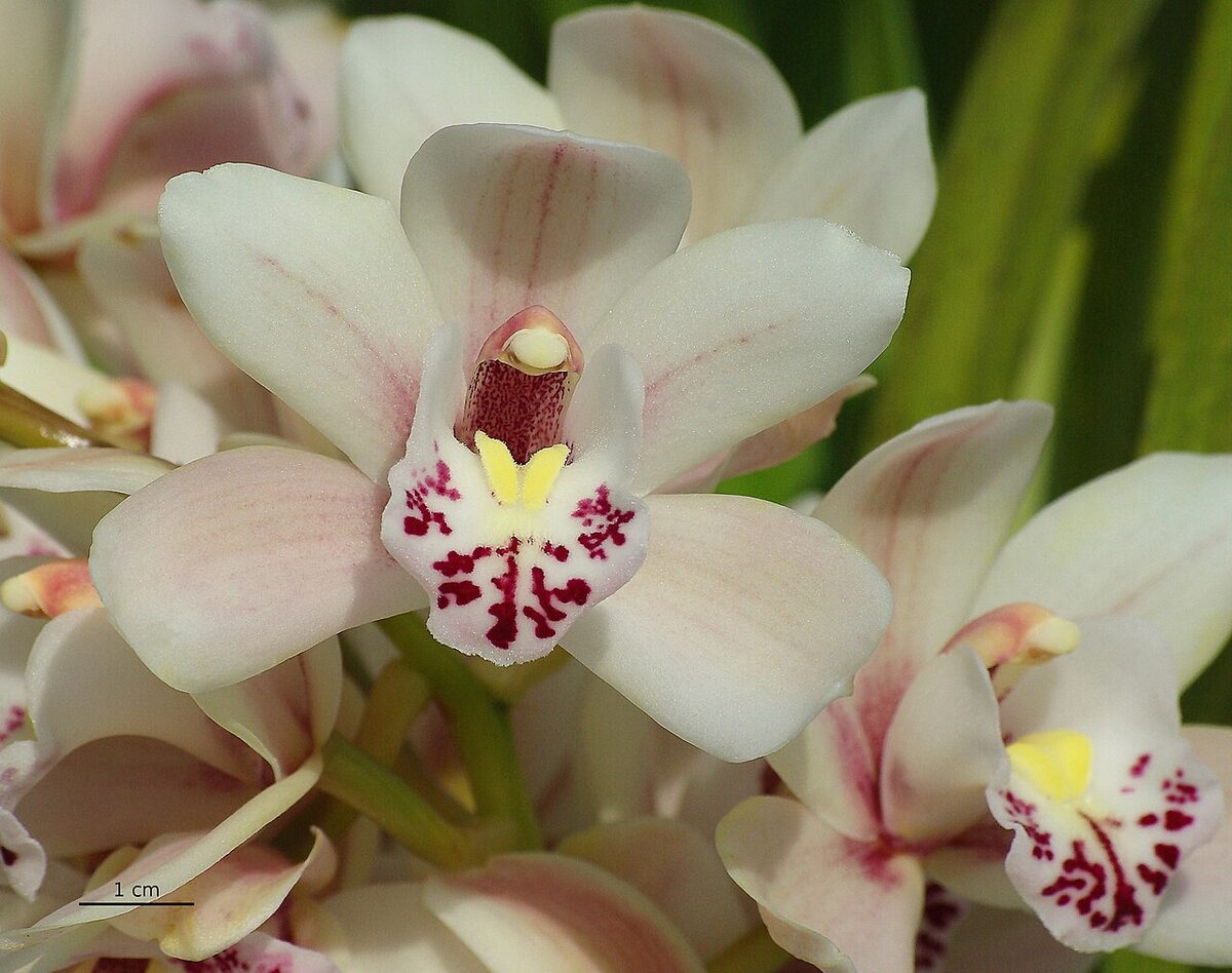 Цимбидиум (Cymbidium) — внешний вид растения