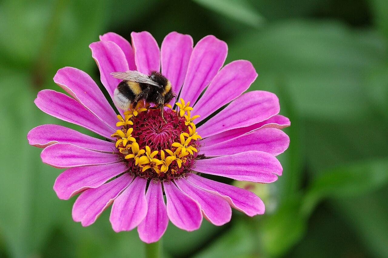 Цинния (Zinnia elegans) — внешний вид растения