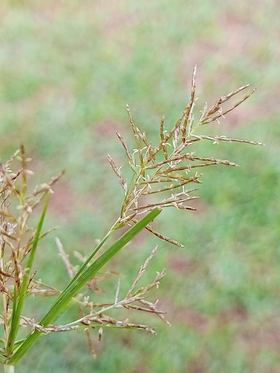 Циперус (сыть) (Cyperus) — внешний вид растения