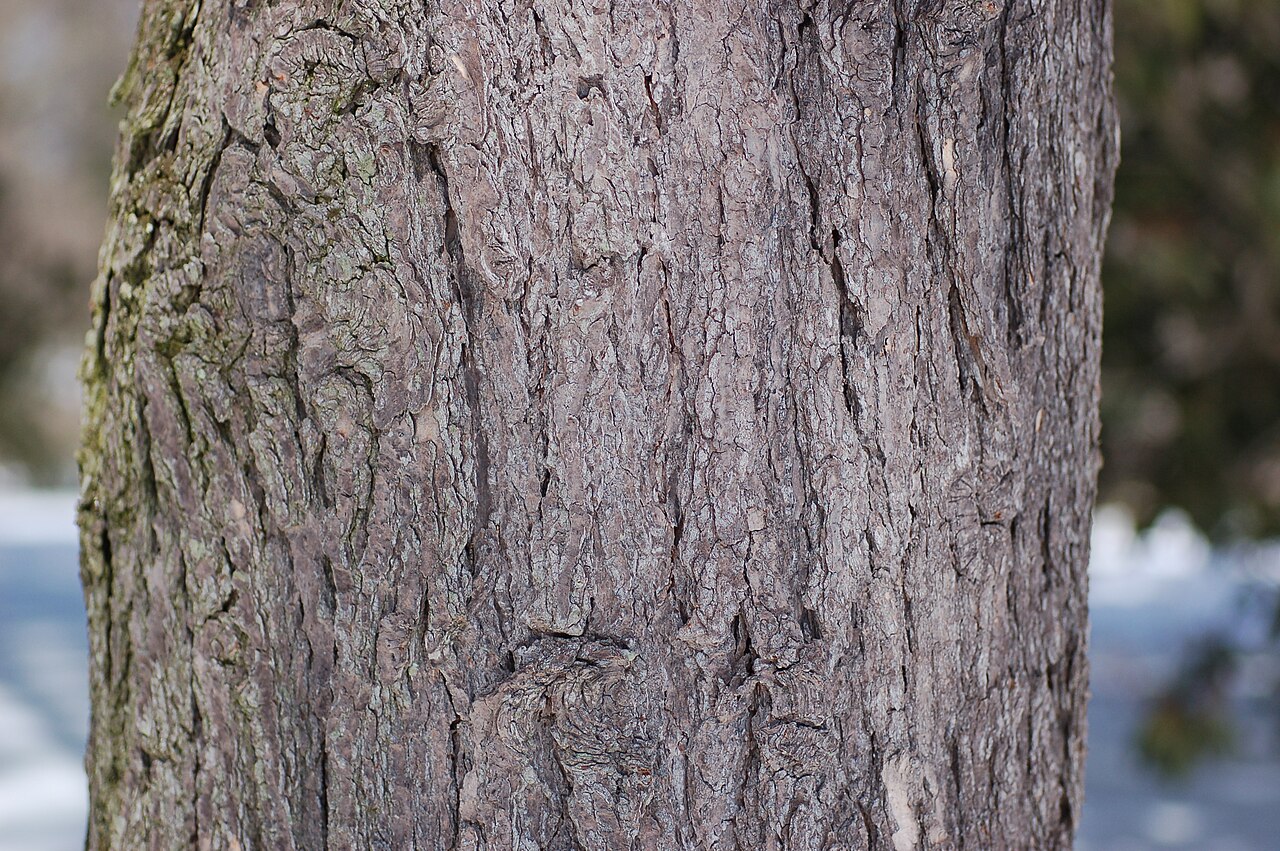 Тсуга (Tsuga canadensis) — внешний вид растения