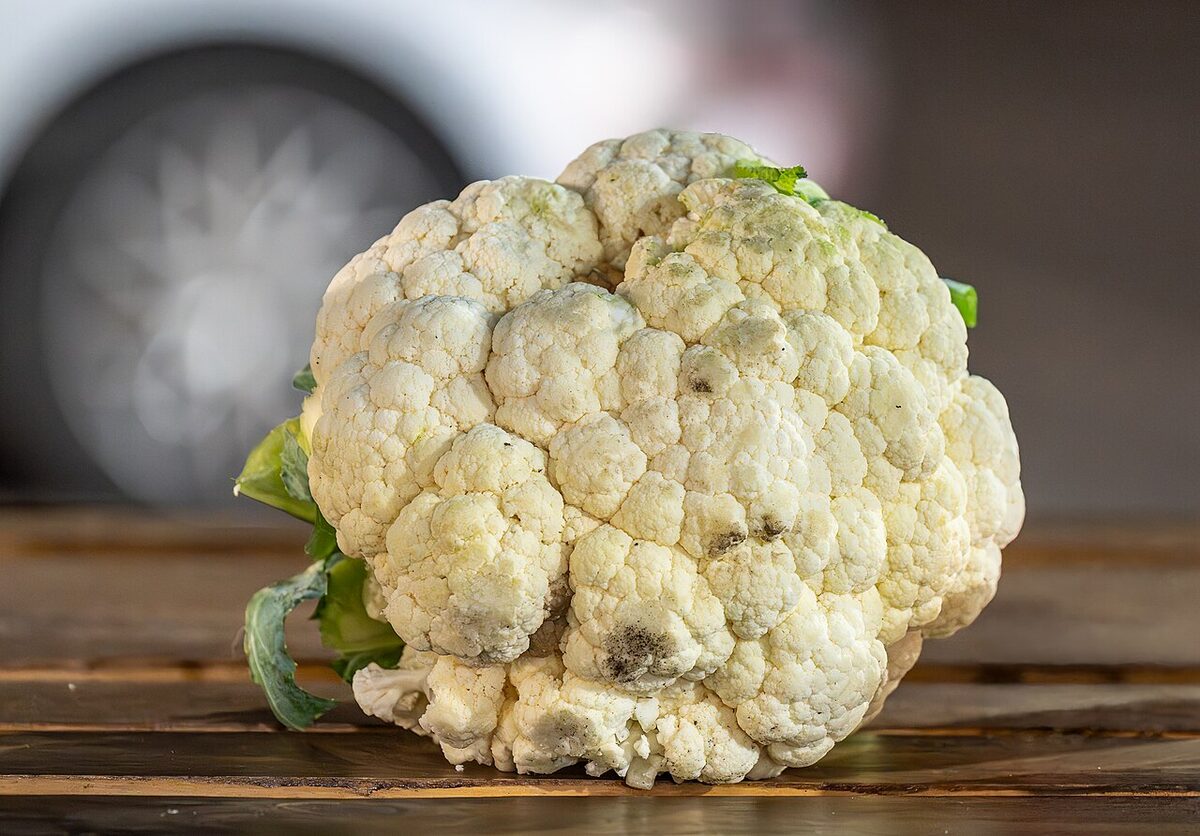 Цветная капуста (Brassica oleracea var. botrytis) — внешний вид растения