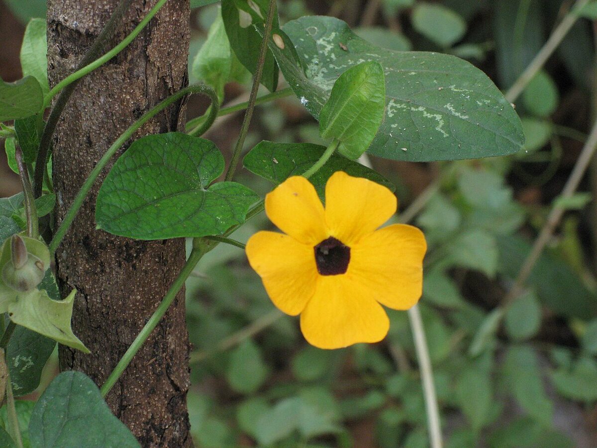 Тунбергия (Thunbergia alata) — внешний вид растения