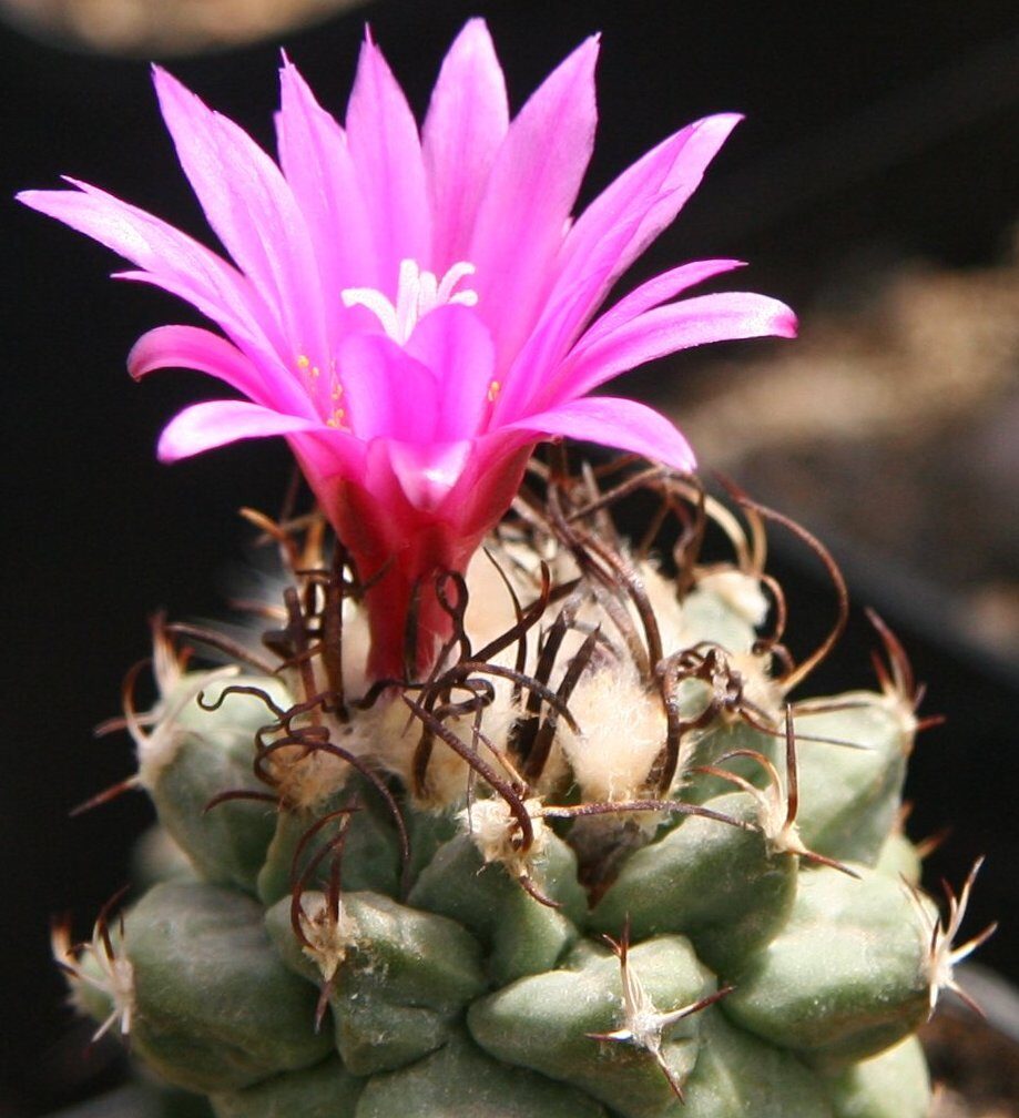 Турбиникарпус (Turbinicarpus) — внешний вид растения