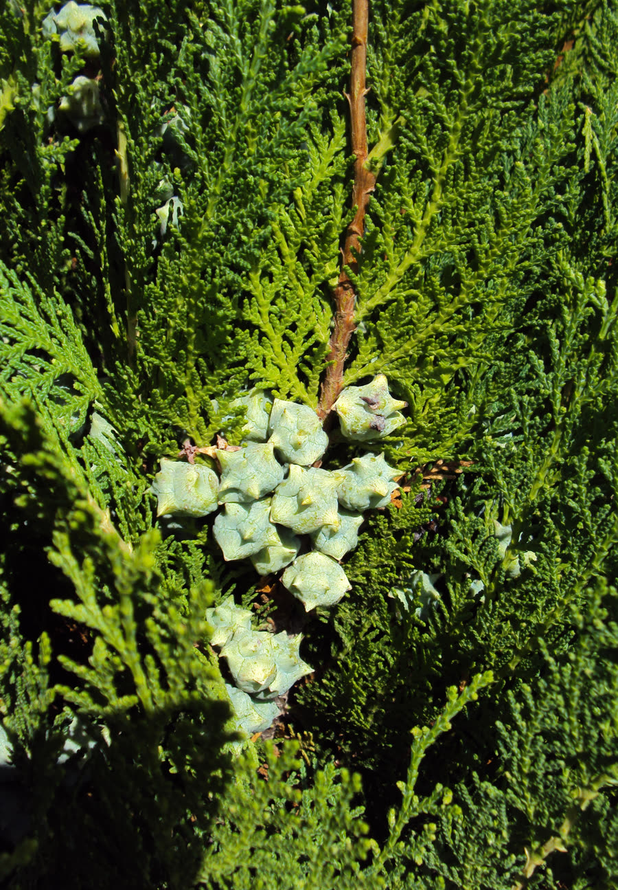Туя восточная, биота (Platycladus orientalis) — внешний вид растения
