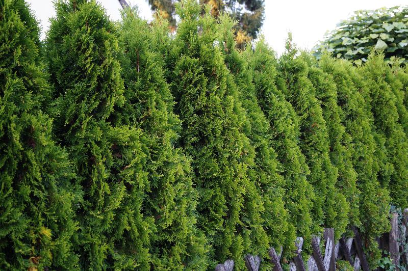 Туя (Thuja occidentalis) — внешний вид растения