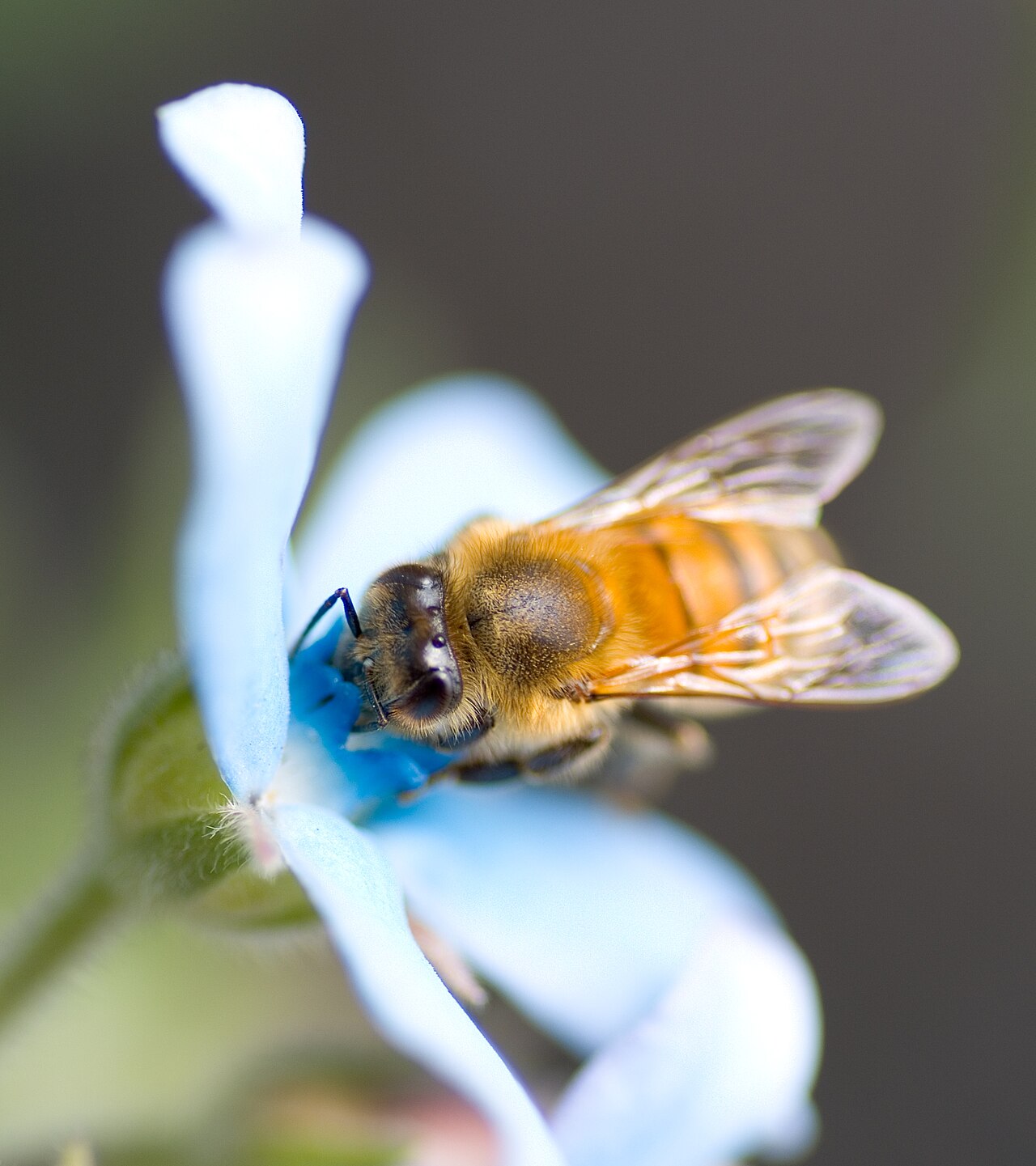 Твидия (Oxypetalum caeruleum) — внешний вид растения