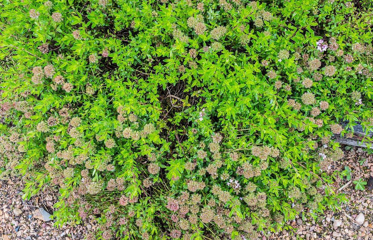Тимьян (Thymus serpyllum) — внешний вид растения