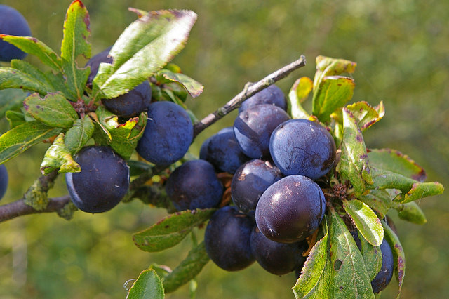 Тёрн (Prunus spinosa) — внешний вид растения