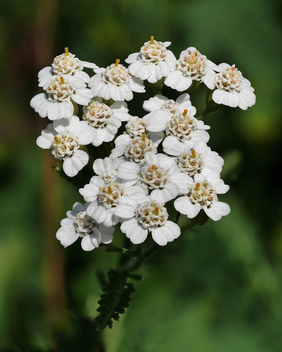 Тысячелистник (Achillea) — внешний вид растения