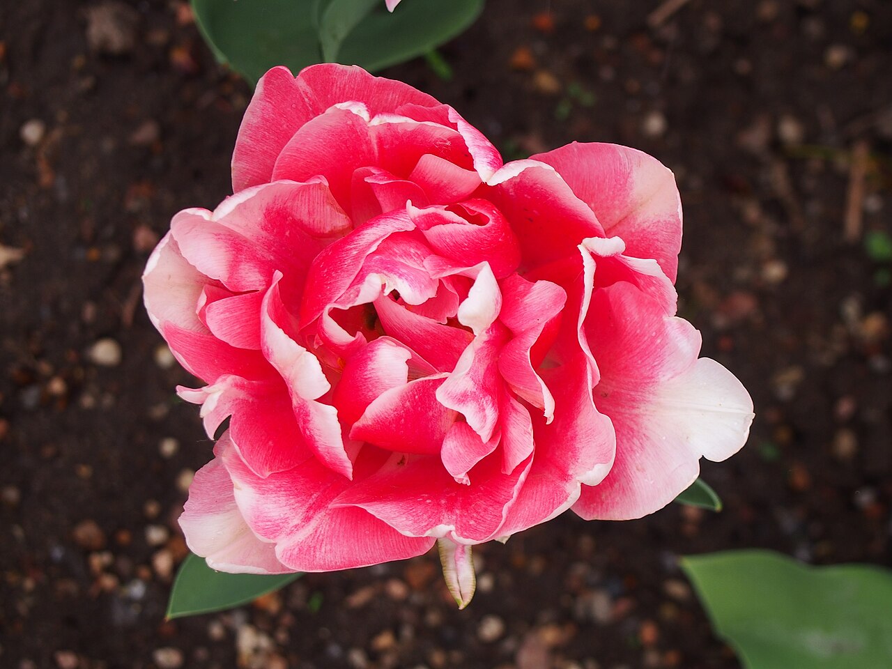 Тюльпаны сорта Анжелика (Tulipa 'Angelique') — густомахровые бледно-розовые цветки, похожие на пионы