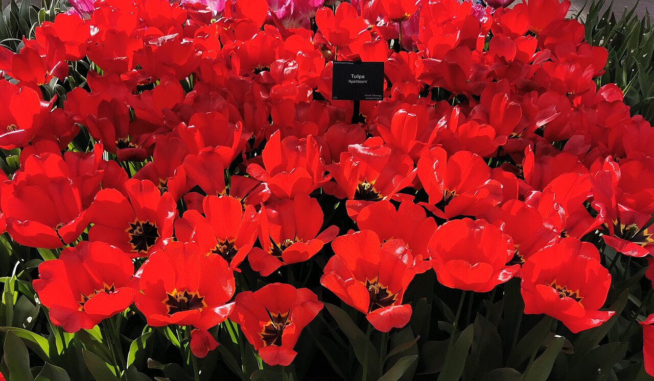 Тюльпаны сорта Апельдорн (Tulipa 'Apeldoorn') — густая посадка алых цветков с тёмным основанием чашки, рядом табличка с названием сорта