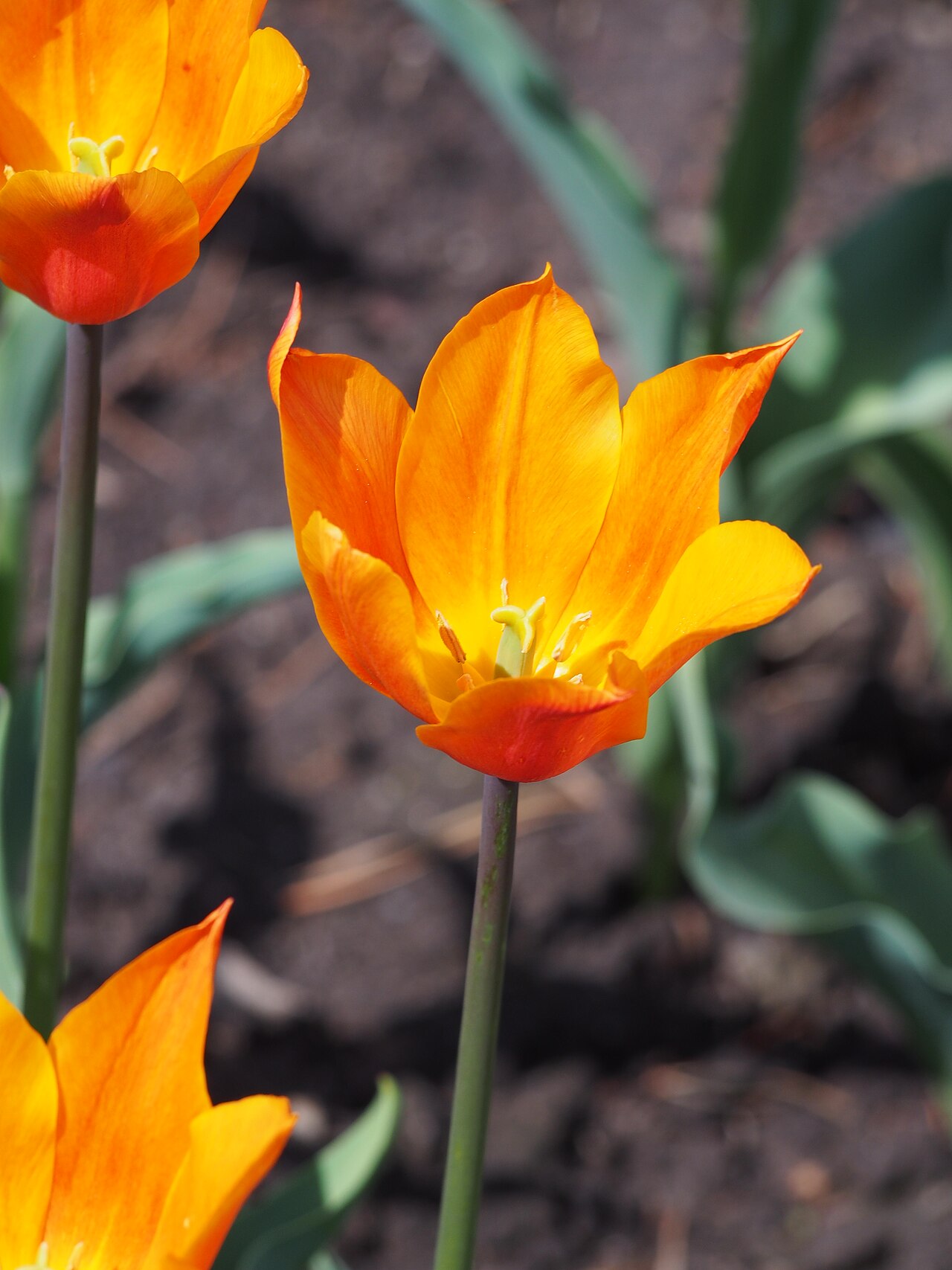 Лилиецветный тюльпан Балерина (Tulipa 'Ballerina') — оранжевые цветки с отогнутыми заострёнными лепестками