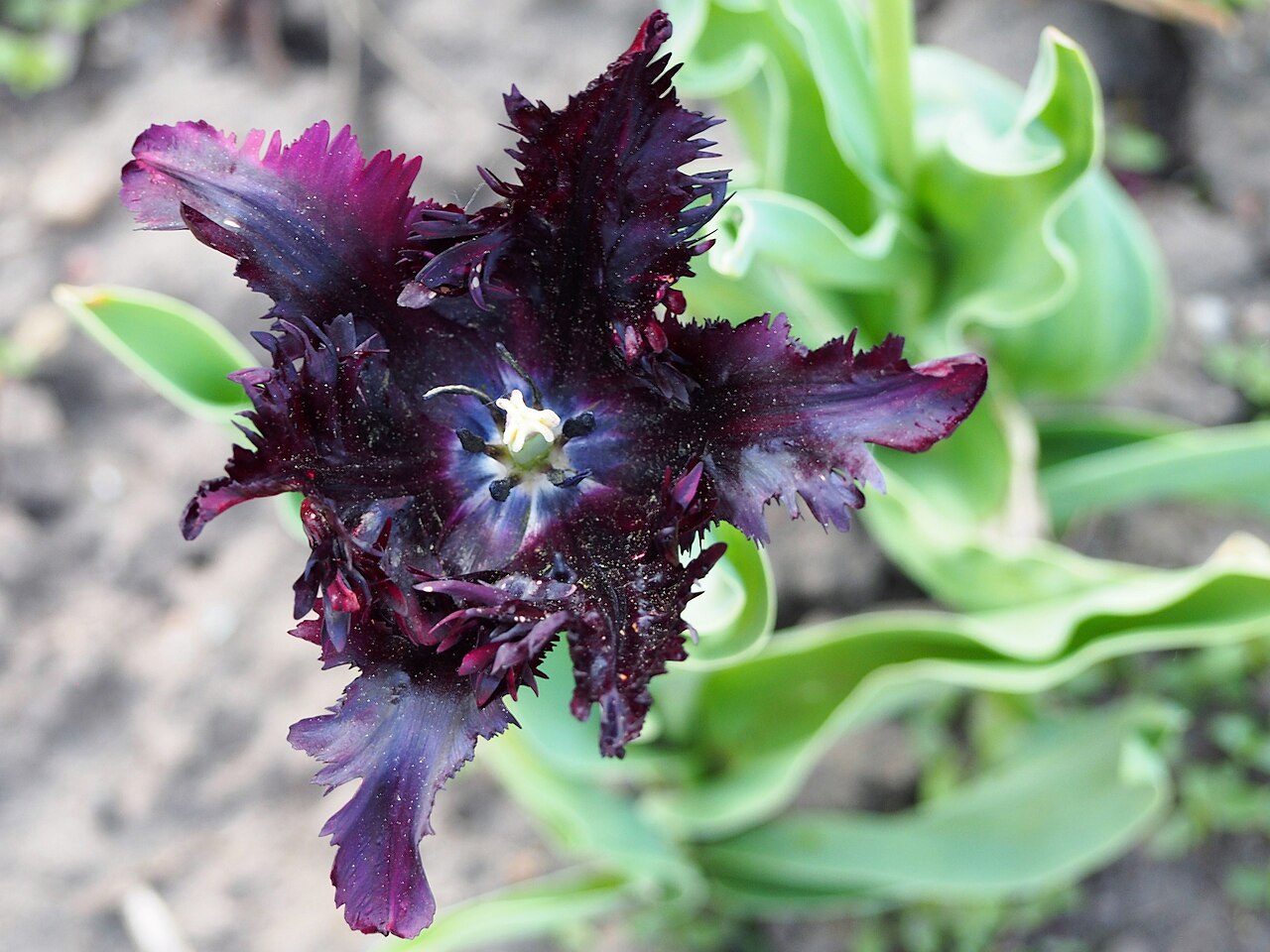 Раскрытый цветок тюльпана Блэк Пэррот (Tulipa 'Black Parrot') сверху: тёмно-пурпурные лепестки с рассечённой бахромой и светлая завязь в центре