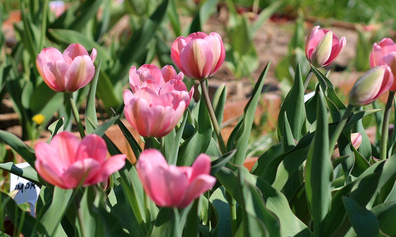 Розовые тюльпаны сорта Пинк Импрешн (Tulipa 'Pink Impression') — крупные бокаловидные цветки на высоких стеблях в весеннем саду