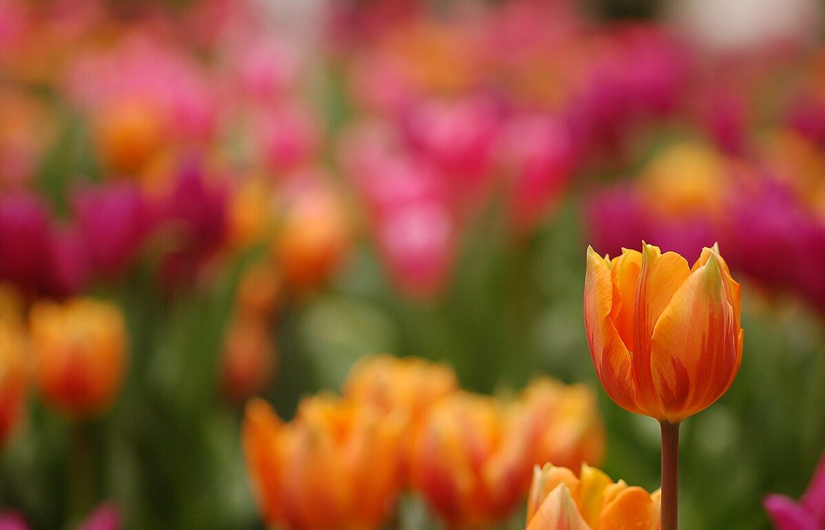 Тюльпан (Tulipa) — внешний вид растения