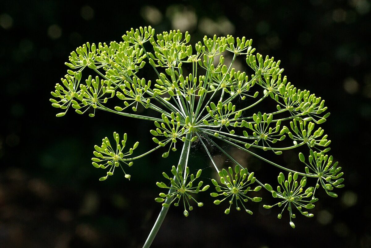 Укроп (Anethum graveolens) — внешний вид растения
