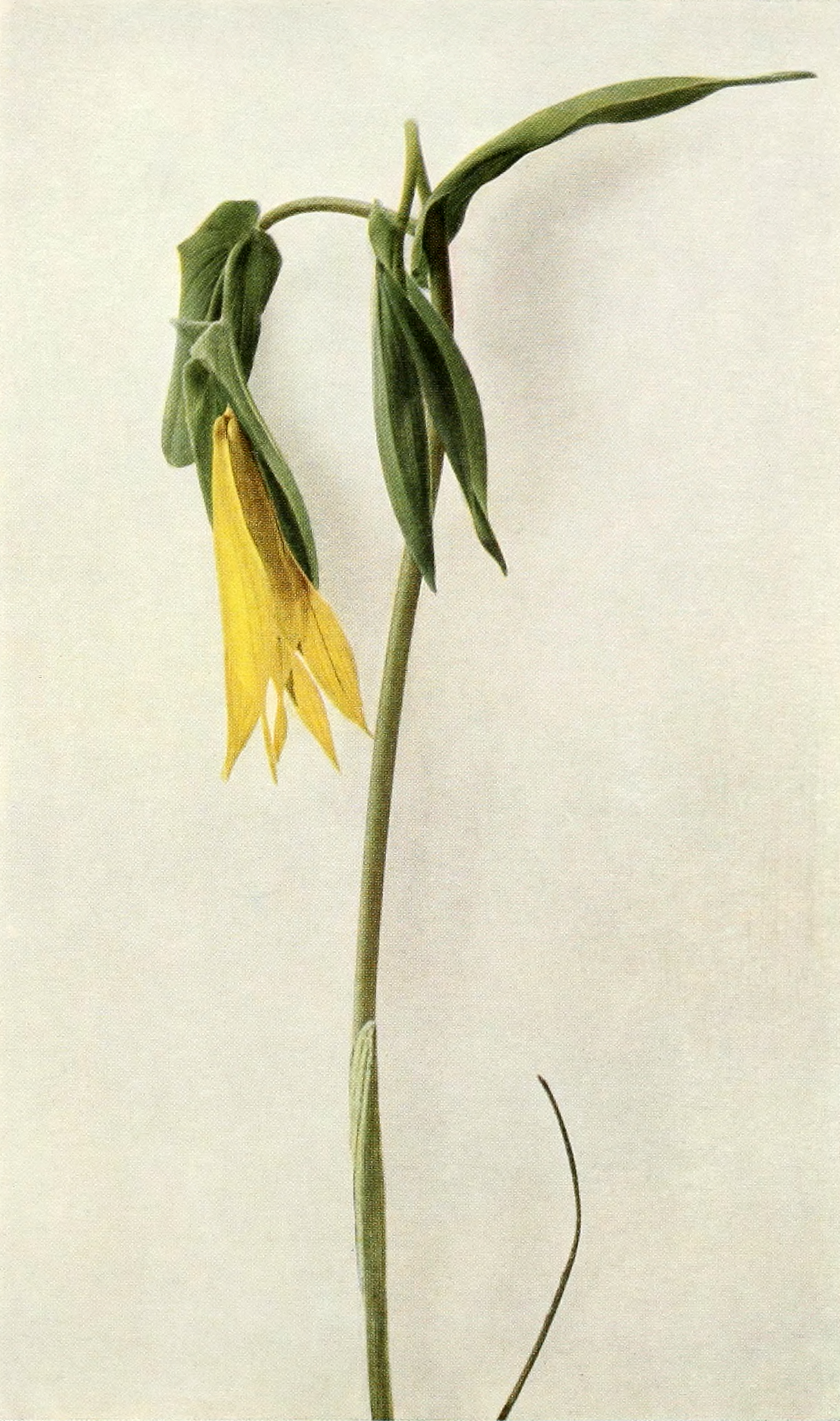 Увулярия (Uvularia) — внешний вид растения