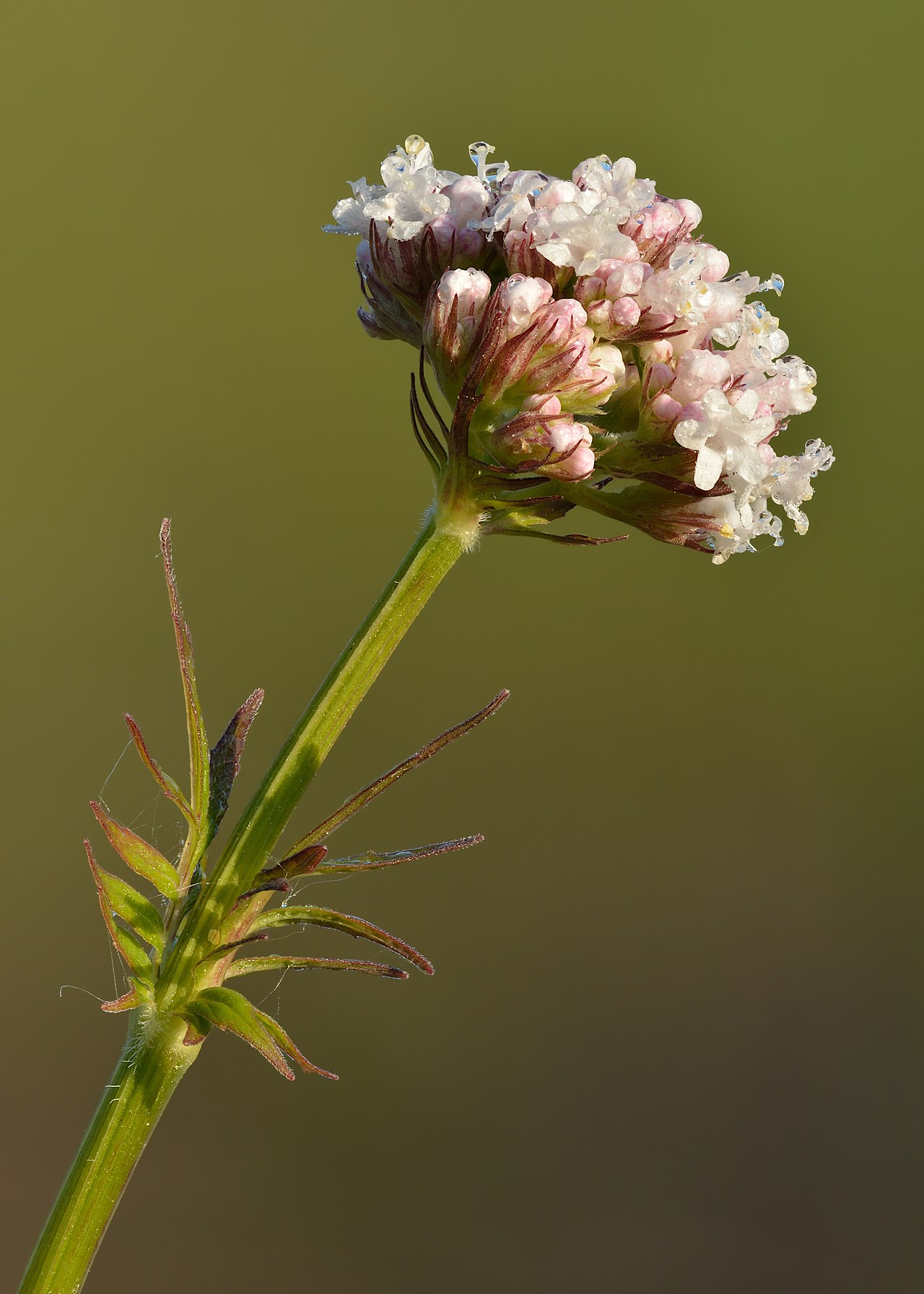 Валериана (Valeriana officinalis) — внешний вид растения