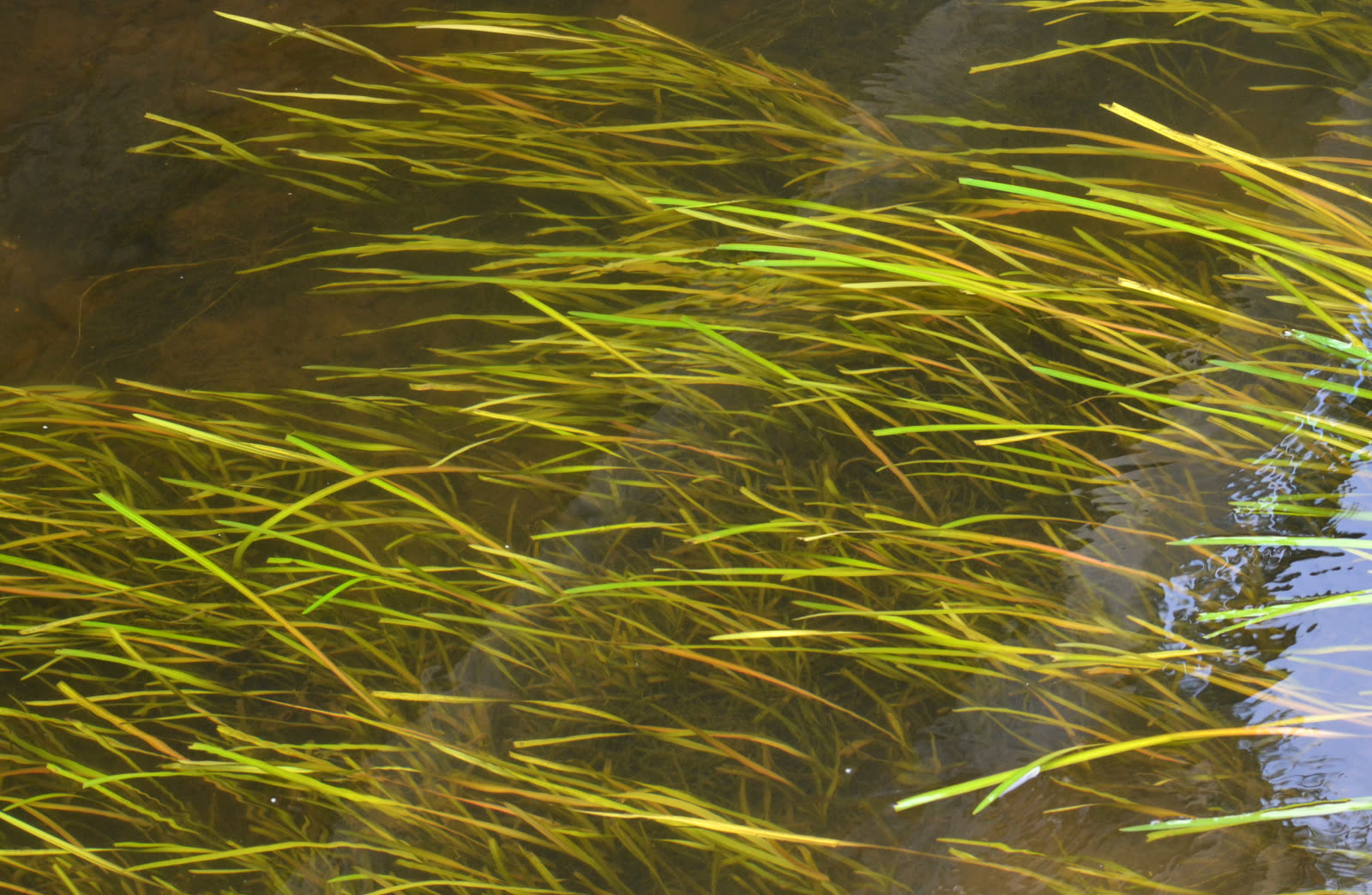 Валлиснерия спиральная (Vallisneria spiralis) — длинные лентовидные подводные листья