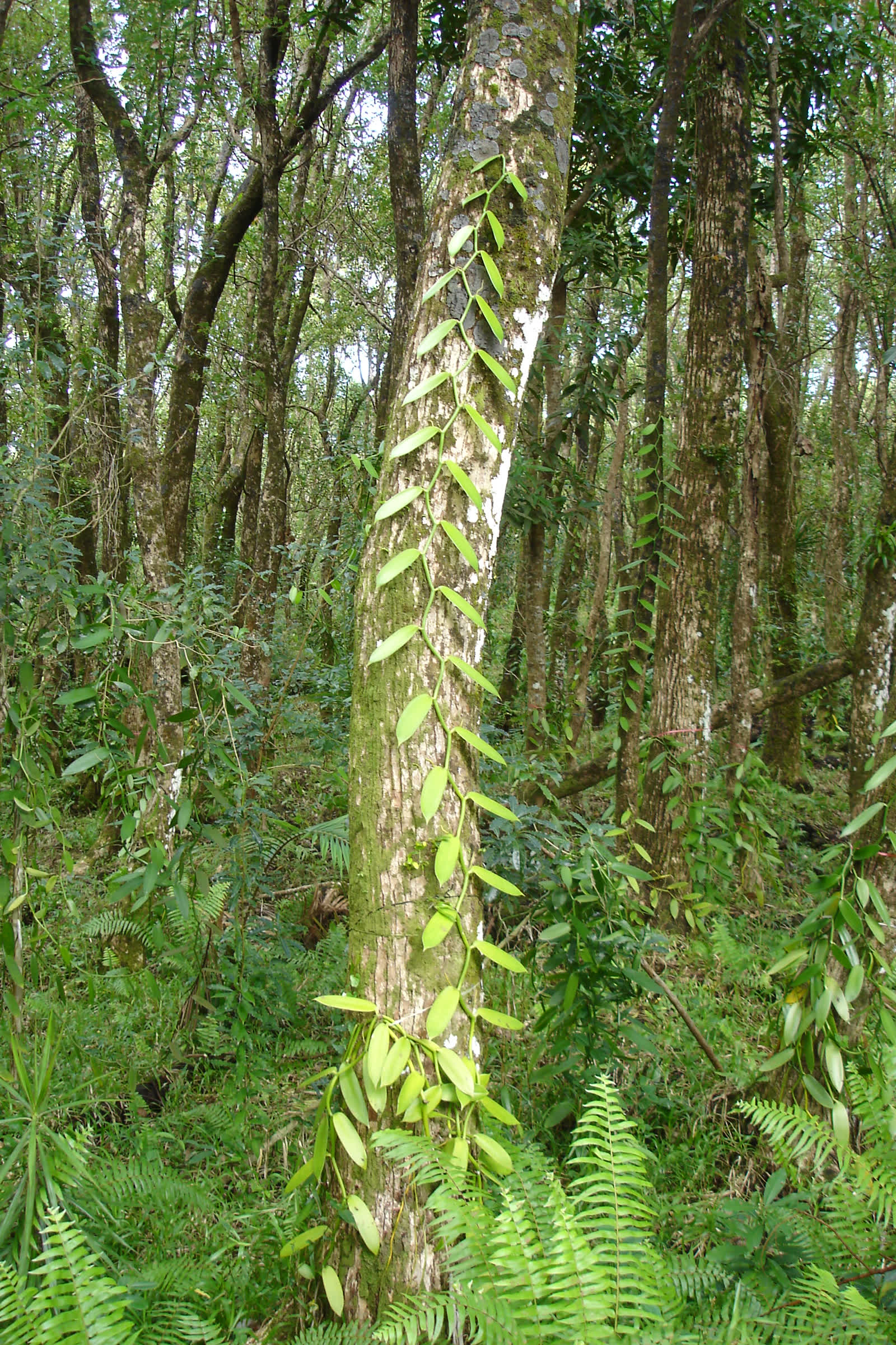Ваниль плосколистная (Vanilla planifolia) — вьющаяся лиана с мясистыми стеблями