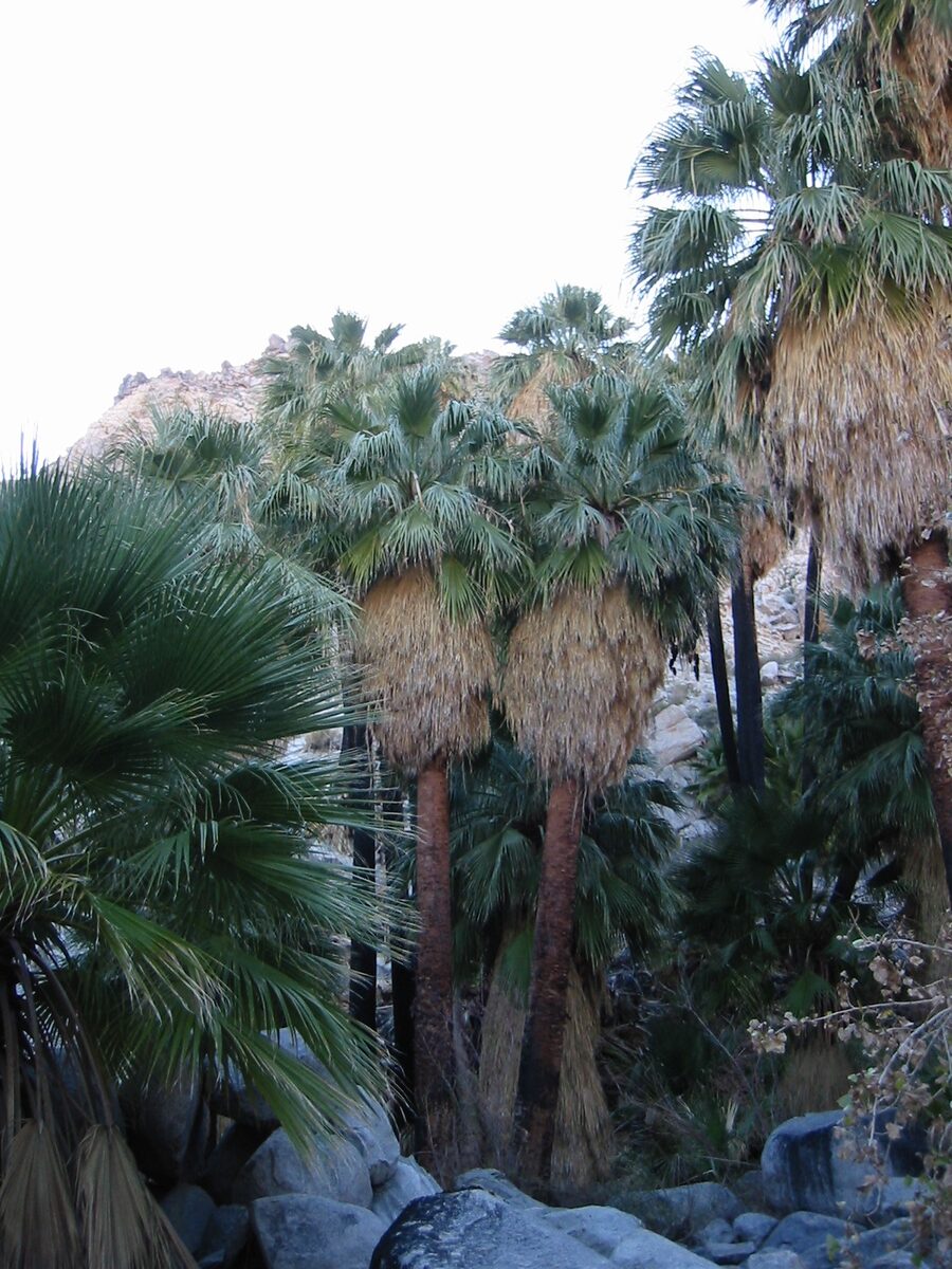 Вашингтония (Washingtonia) — внешний вид растения