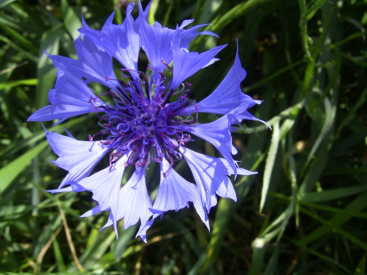 Василёк (Centaurea) — внешний вид растения