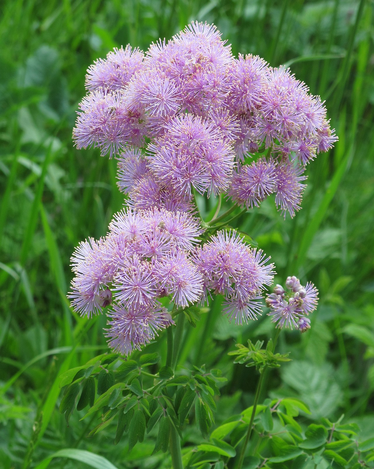 Василистник (Thalictrum) — внешний вид растения