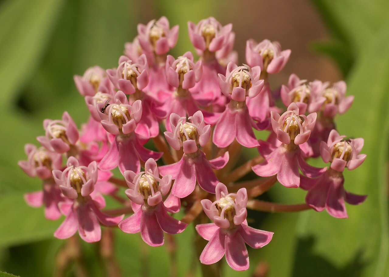 Ваточник (Asclepias) — внешний вид растения