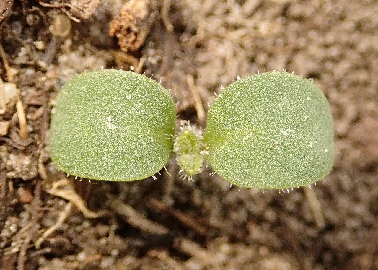 Вечерница (Hesperis matronalis) — внешний вид растения