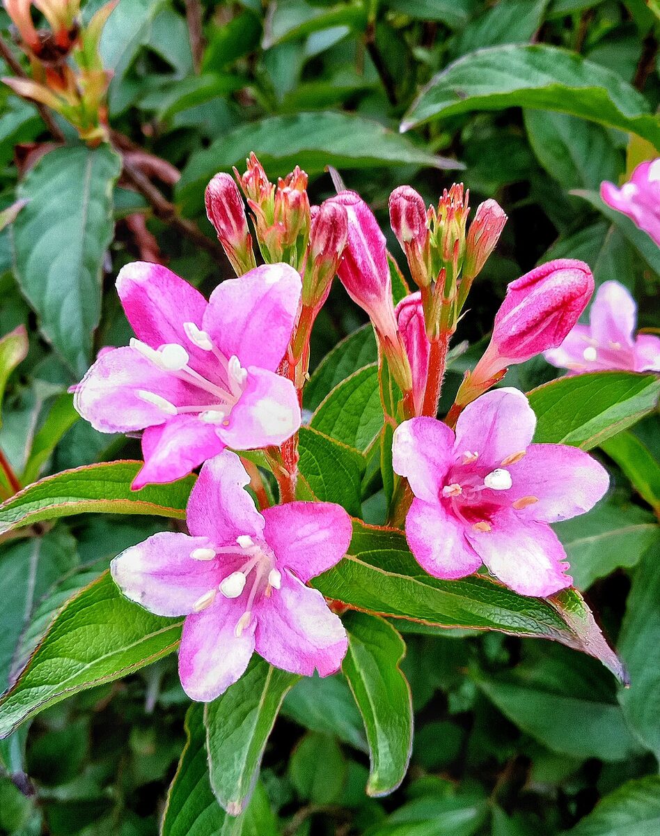 Вейгела (Weigela) — внешний вид растения