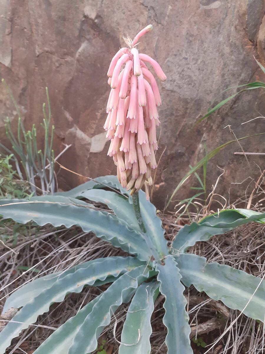 Вельтгеймия (Veltheimia) — внешний вид растения