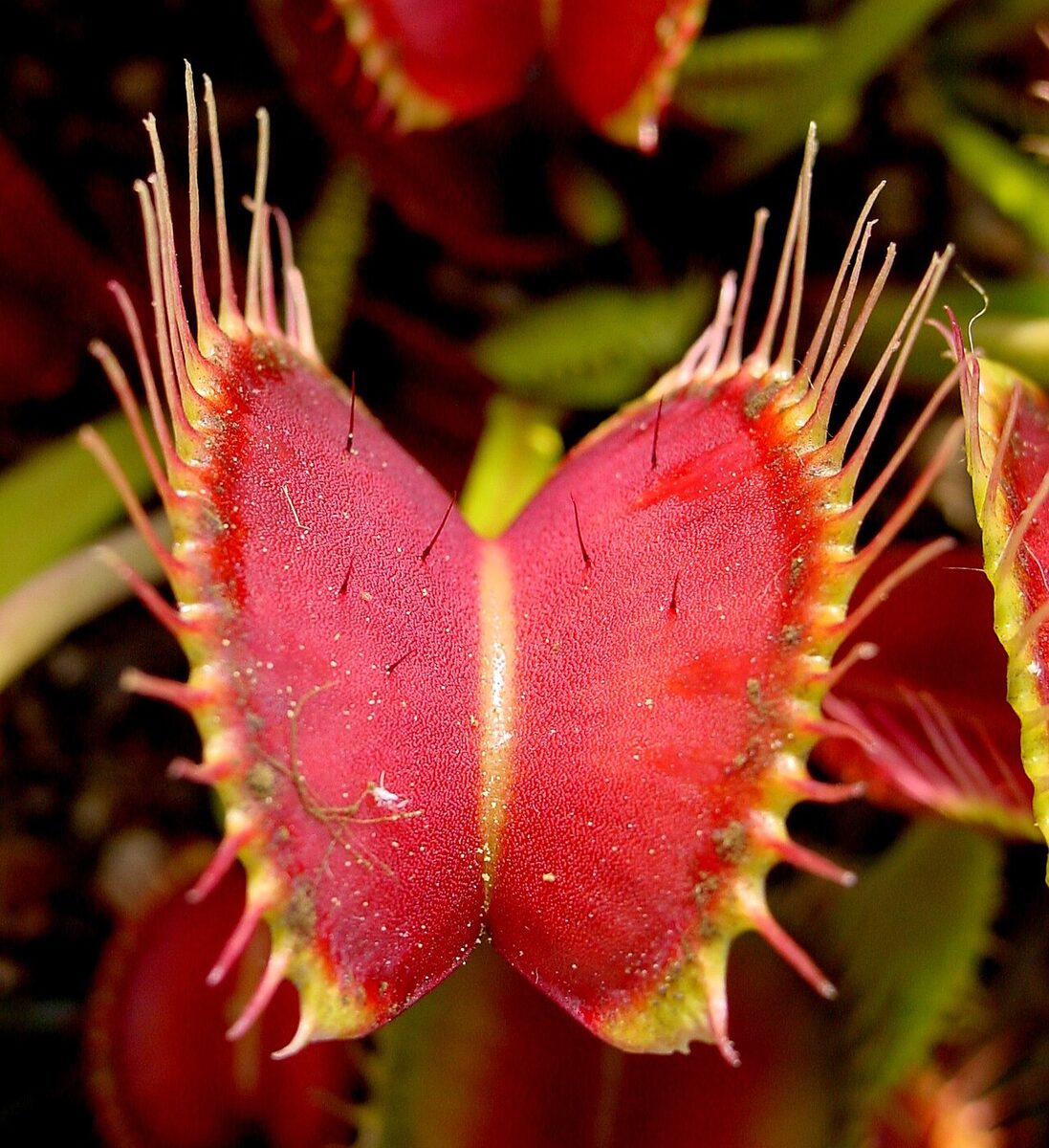 Венерина мухоловка (Dionaea muscipula) — внешний вид растения