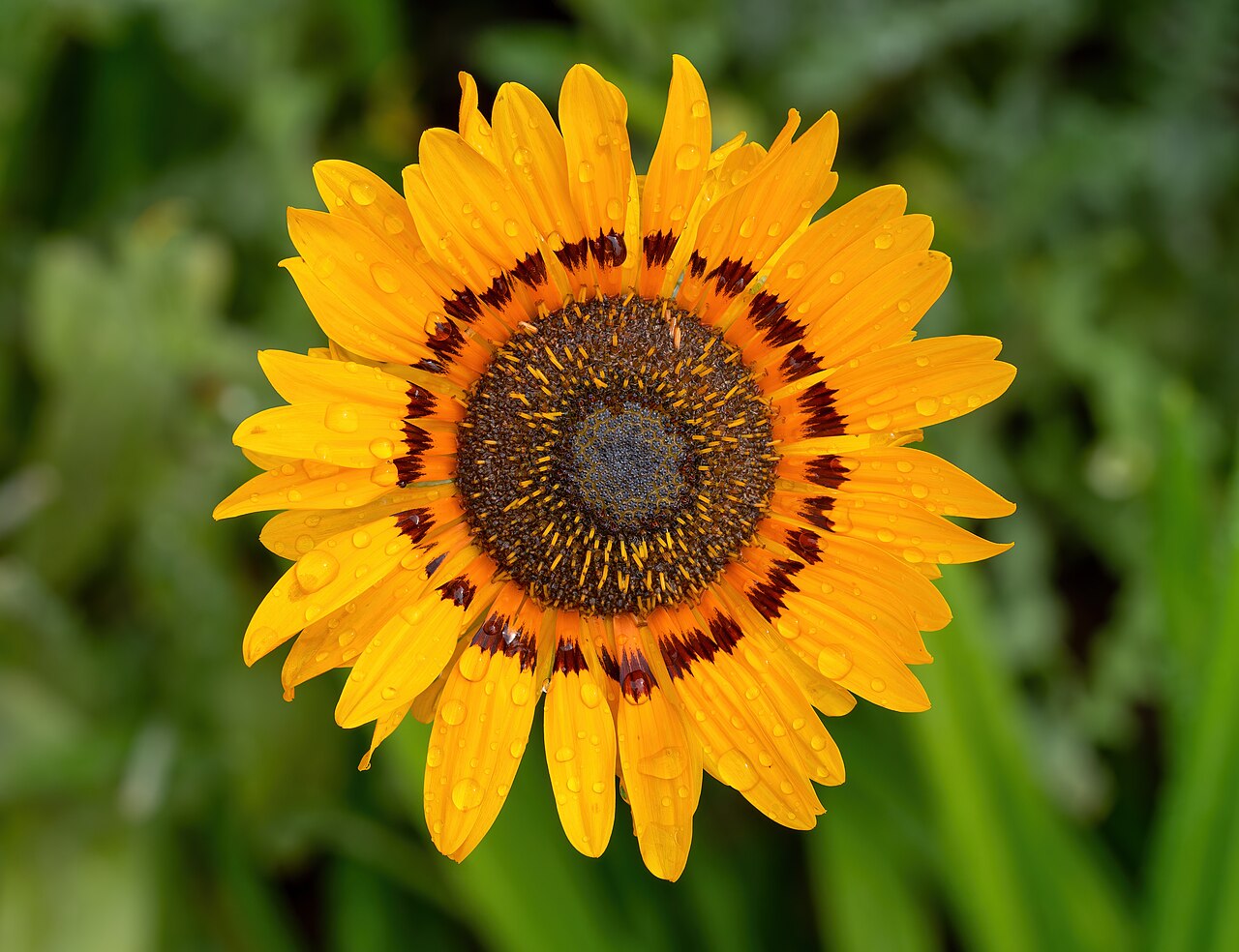 Венидиум (Venidium fastuosum) — внешний вид растения
