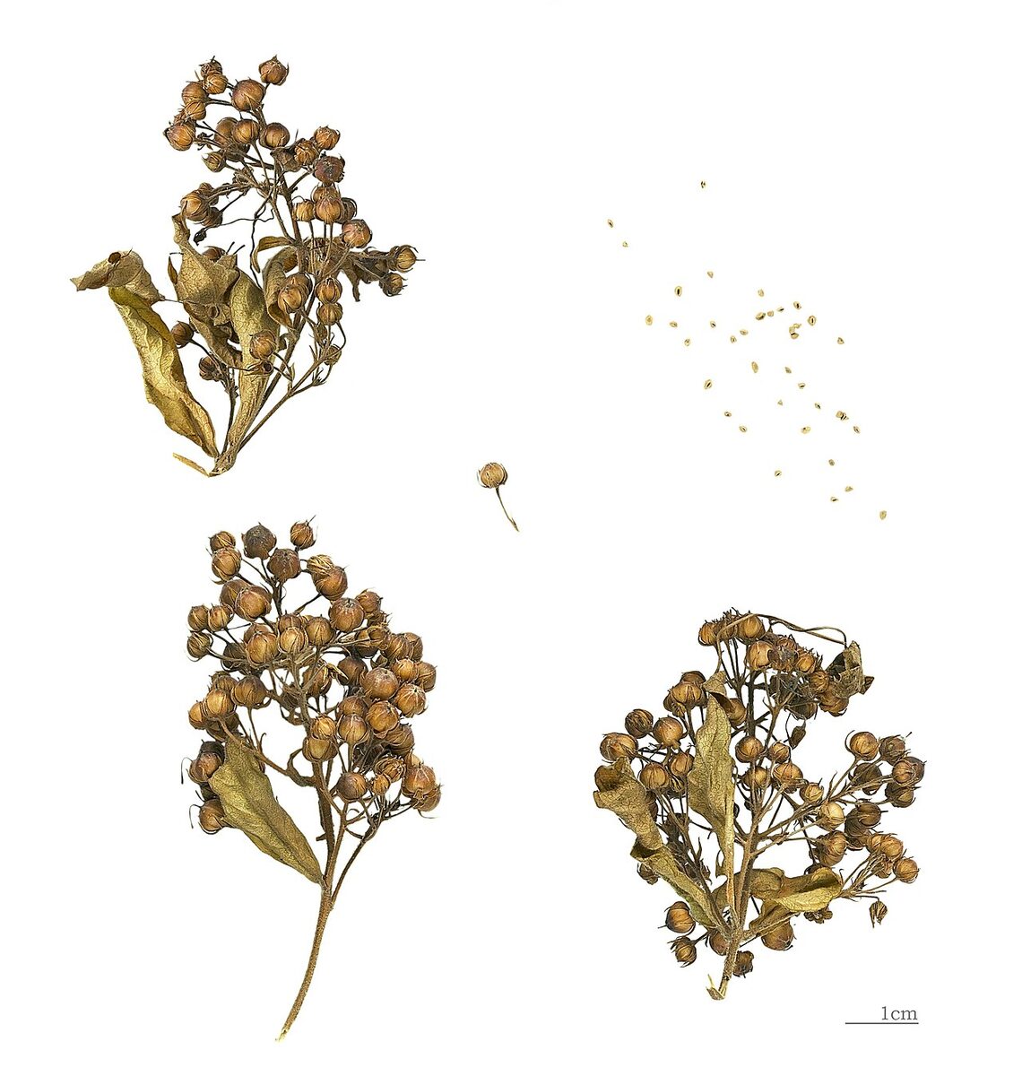 Вербейник (Lysimachia) — внешний вид растения
