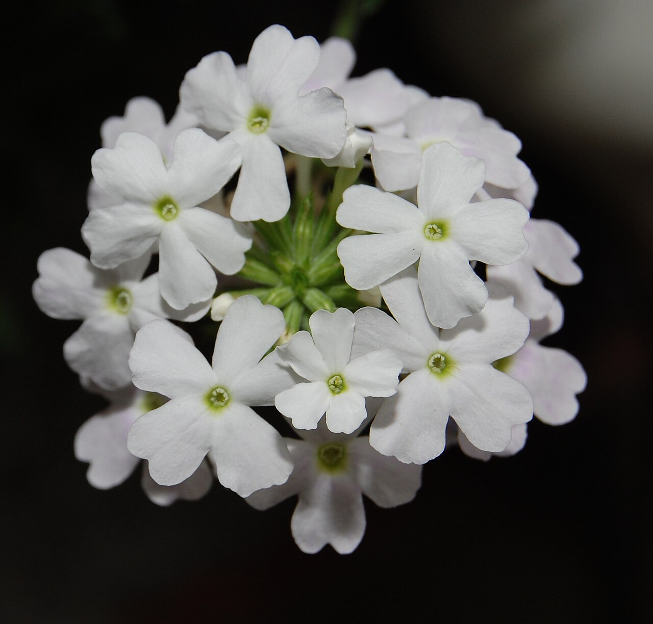 Вербена (Verbena × hybrida) — внешний вид растения