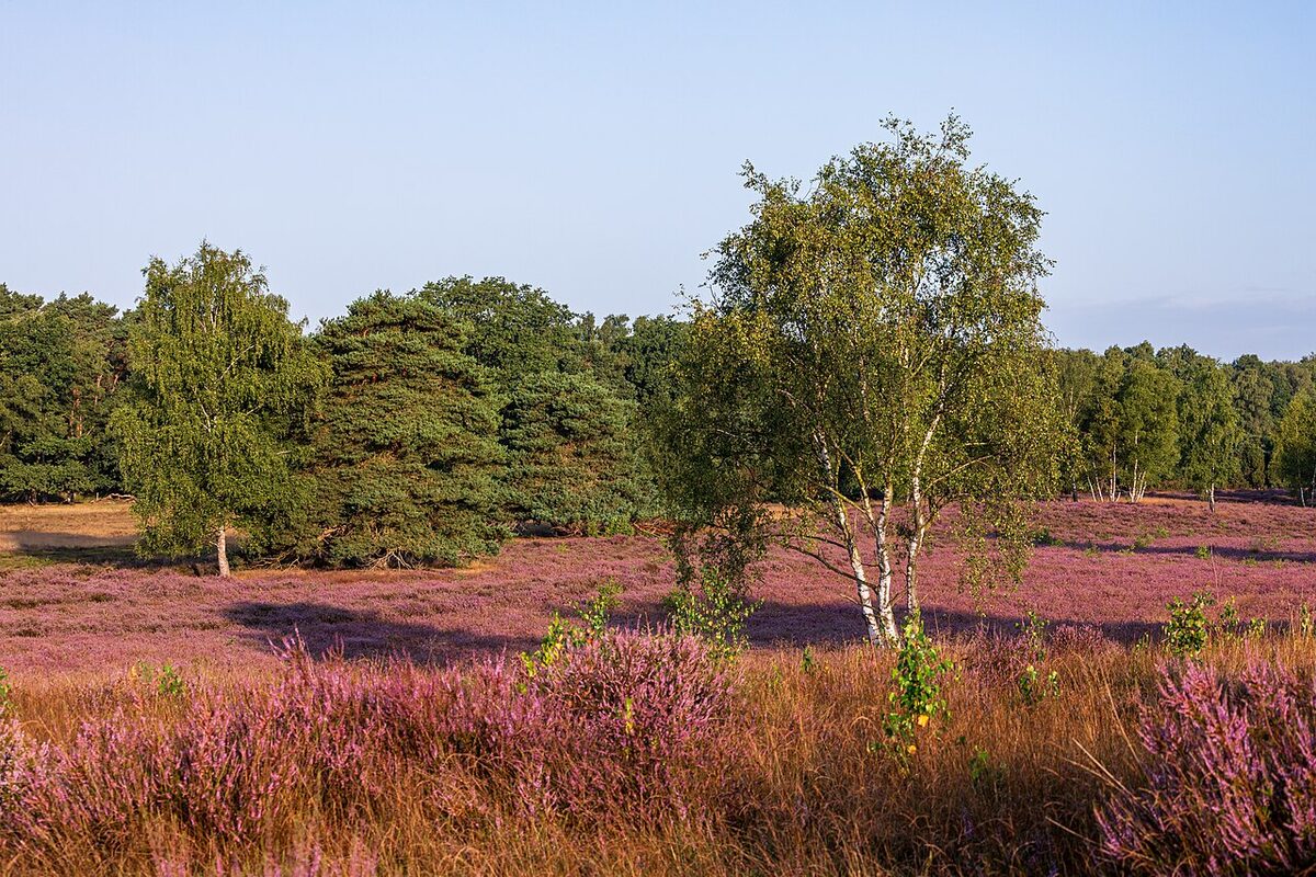 Вереск (Calluna vulgaris) — внешний вид растения