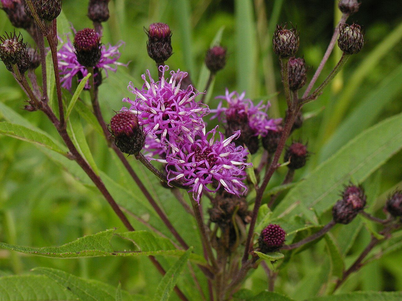 Вернония (Vernonia) — внешний вид растения