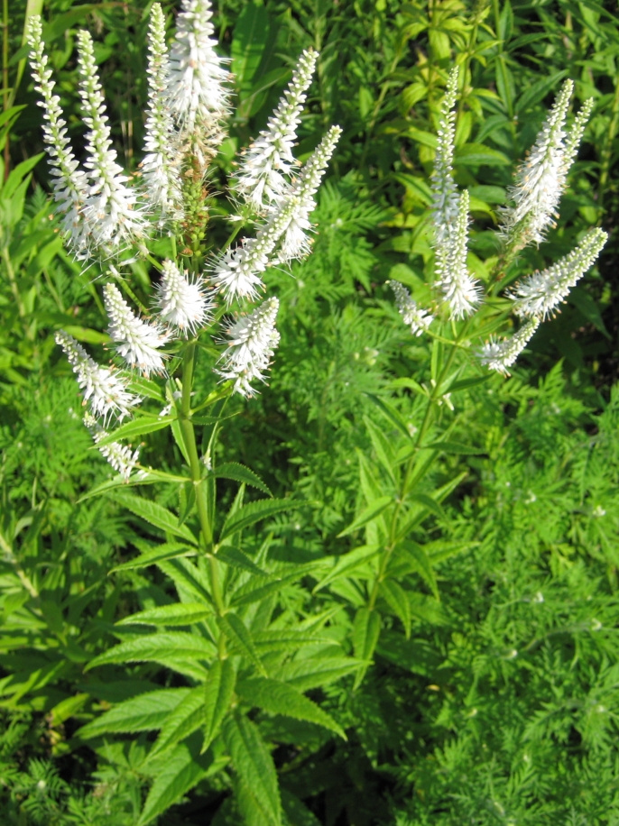 Вероникаструм (Veronicastrum) — внешний вид растения