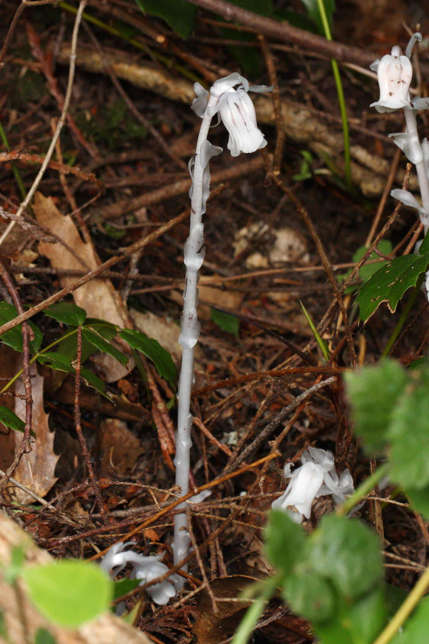 Вертляница одноцветковая (Monotropa uniflora) — восковидно-белые полупрозрачные стебли с одним поникшим цветком в глубокой лесной тени