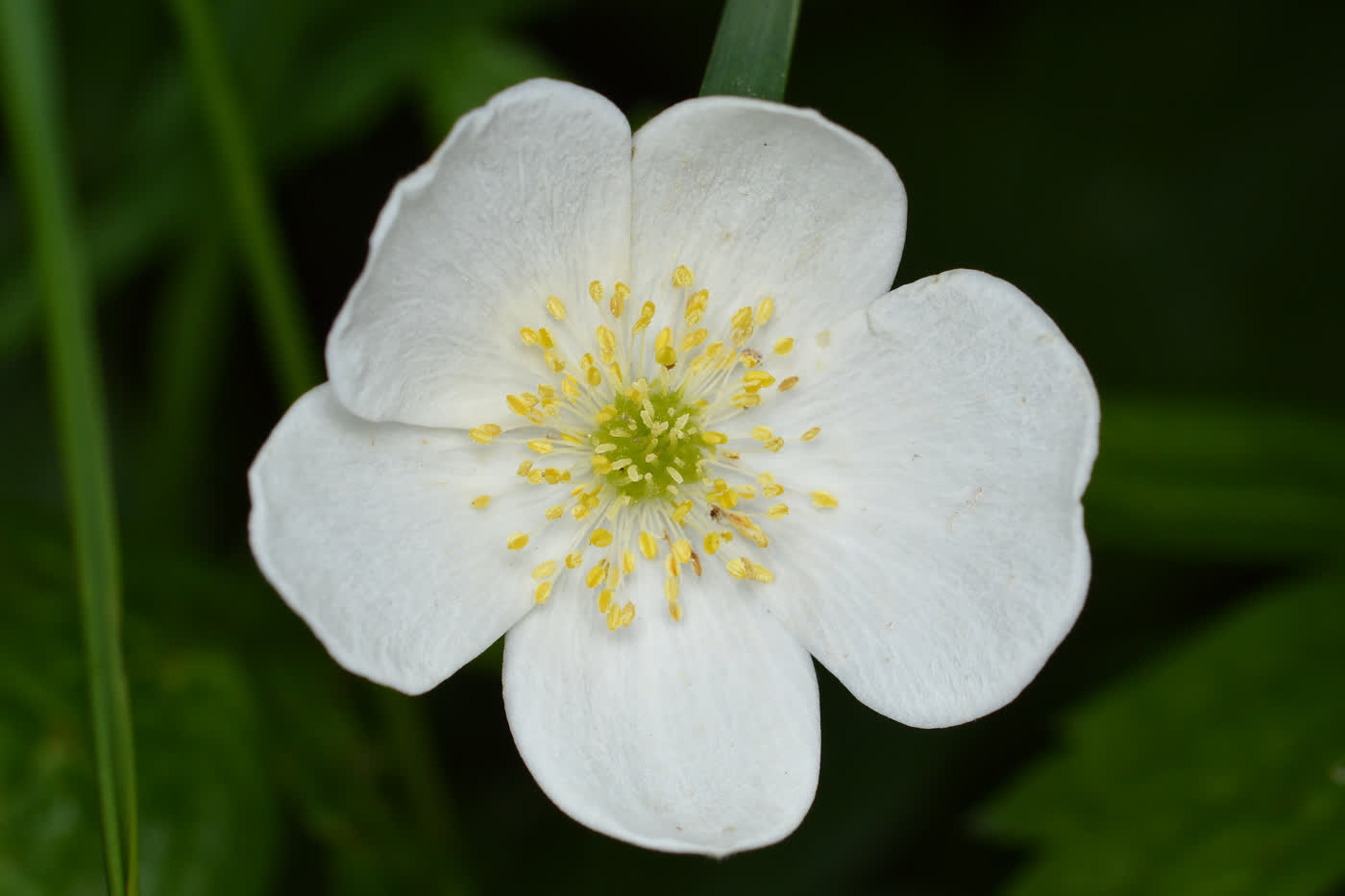 Ветреница канадская (Anemone canadensis) — внешний вид растения с белыми цветками