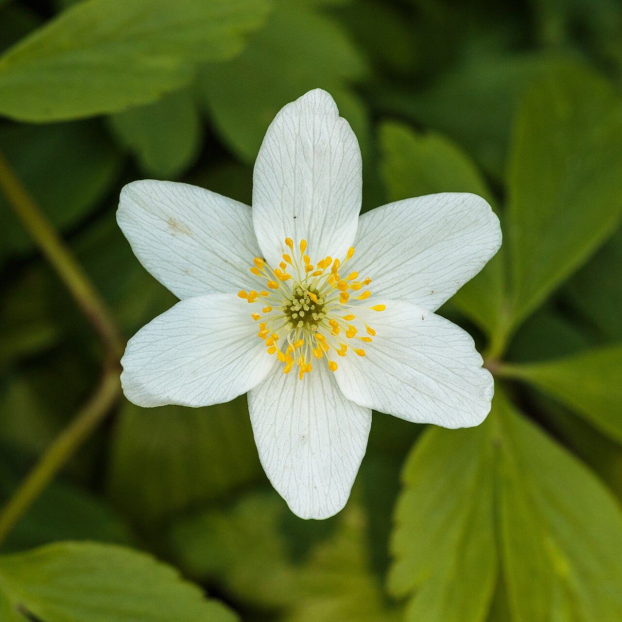Ветреница дубравная (Anemone nemorosa) — внешний вид растения