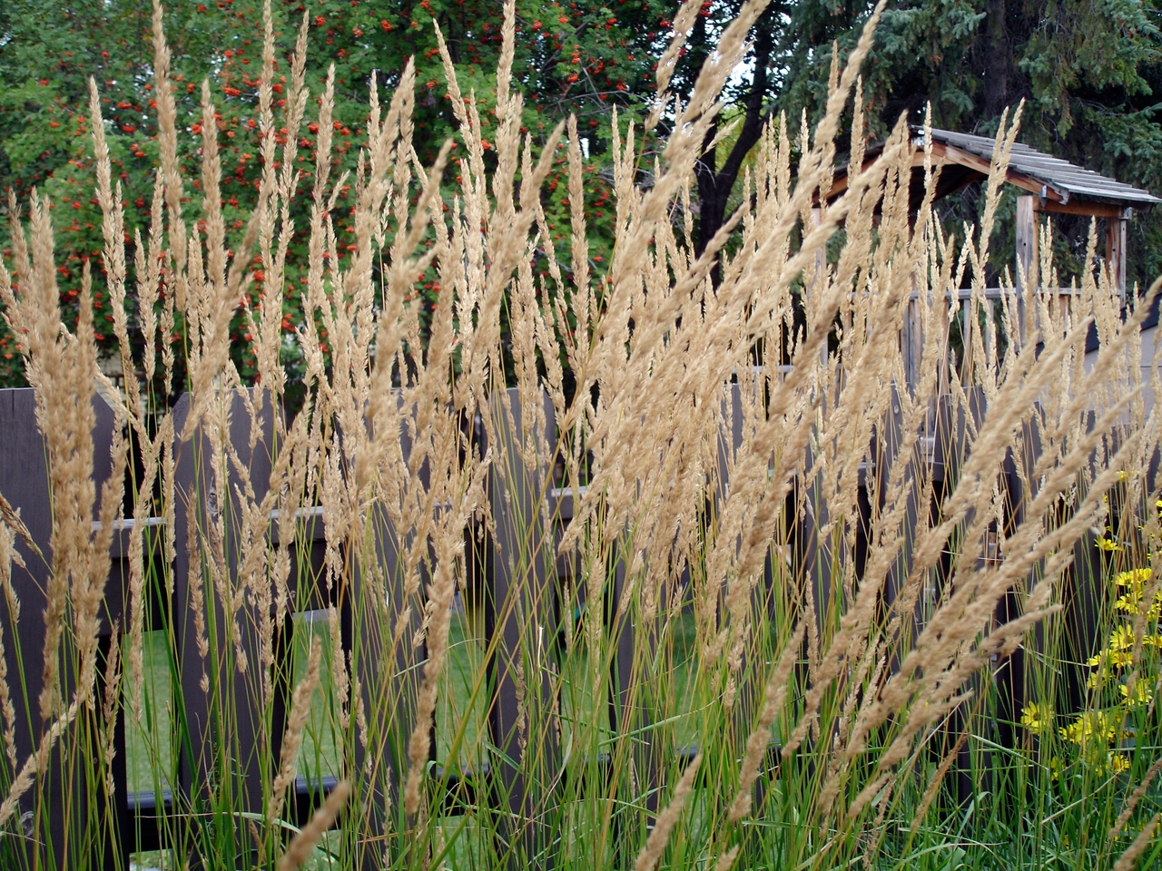 Вейник (Calamagrostis) — внешний вид растения